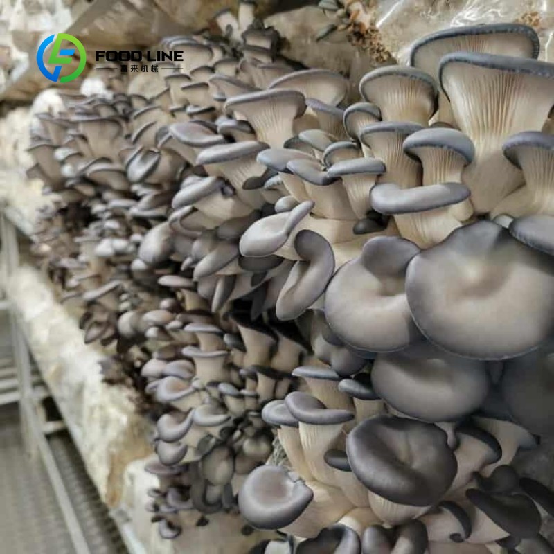 モジュール式コンテナ農場による屋内農業、都市農業、水耕栽培葉 - Urban Farming Vertical のレビューと価格